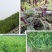 辽宁开原紫穗槐小苗棉槐工程苗油条杯苗繁育基地全国发货
