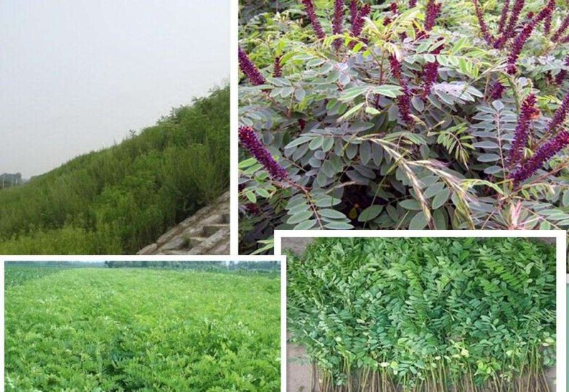 辽宁开原紫穗槐小苗棉槐工程苗油条杯苗繁育基地全国发货