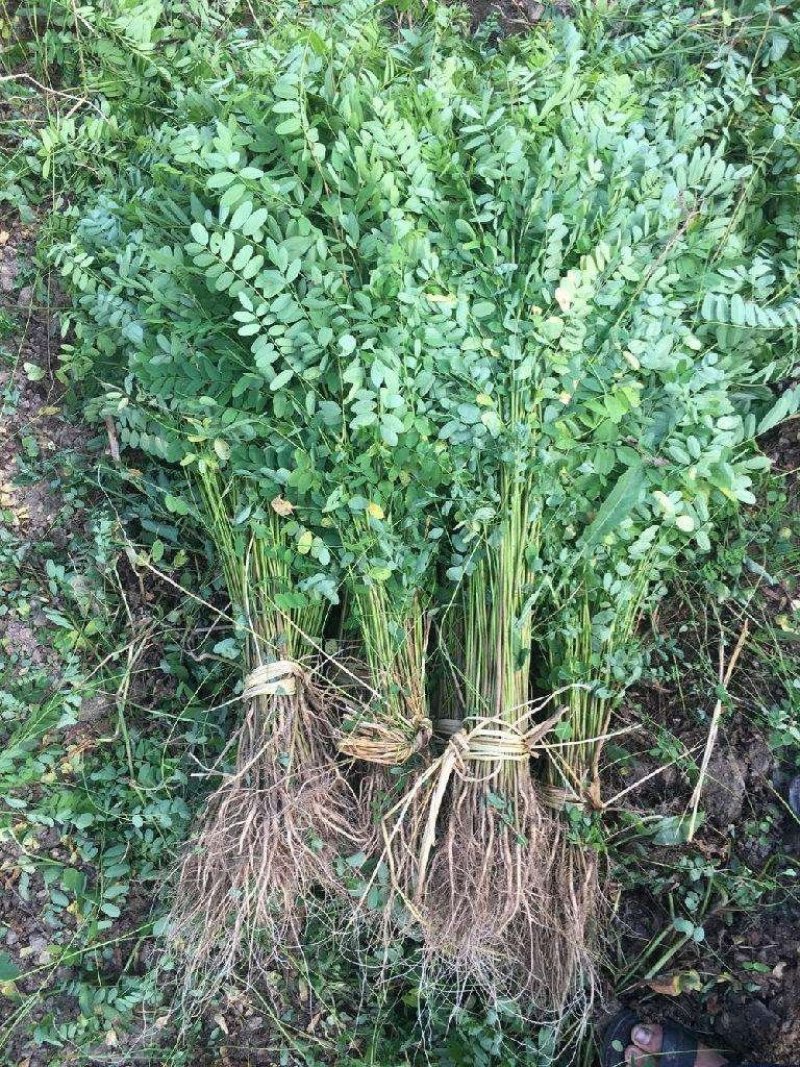 辽宁开原紫穗槐小苗棉槐工程苗油条杯苗繁育基地全国发货