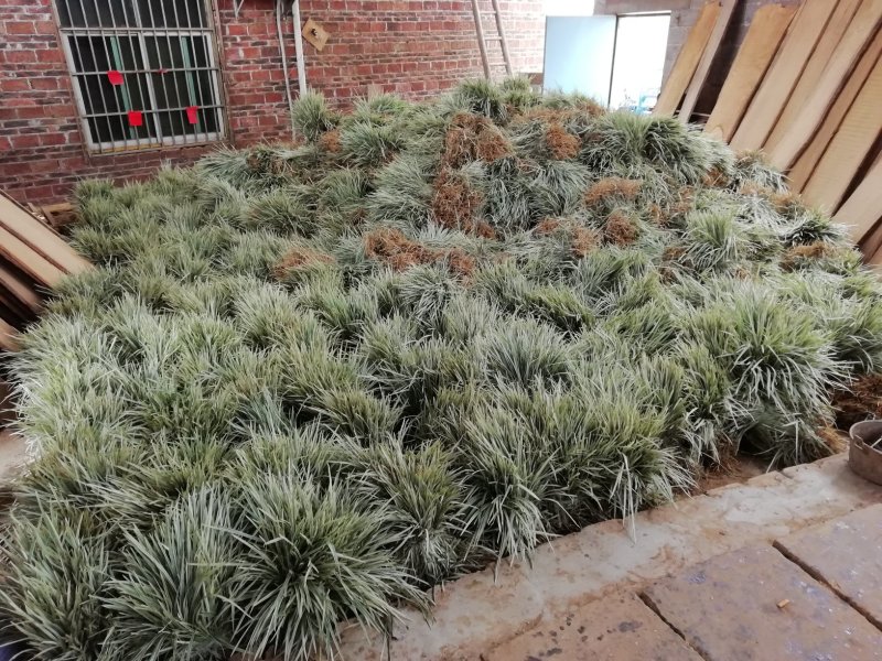 银边草20~30cm