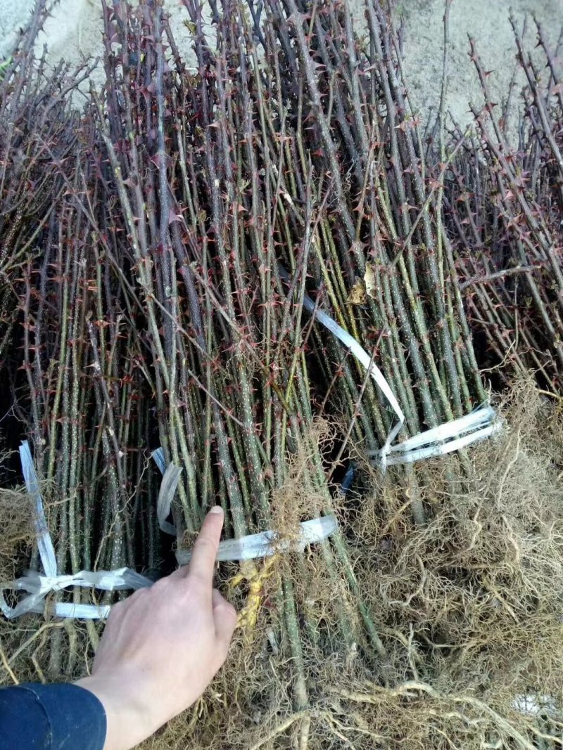 九叶青花椒苗，红花椒苗，