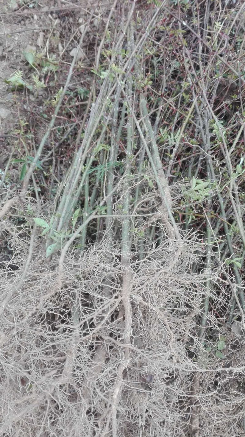 青花椒苗，红花椒苗