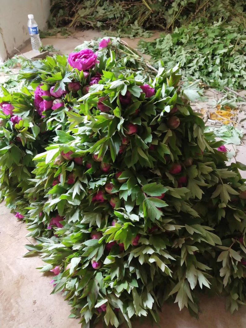 洛阳牡丹鲜切花花苞花蕾大批量上市