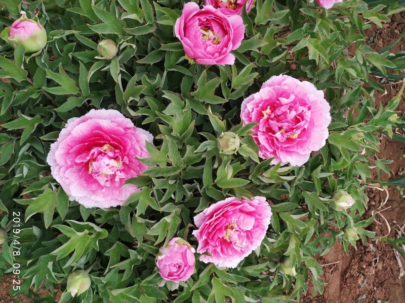 洛阳牡丹鲜切花花苞花蕾大批量上市