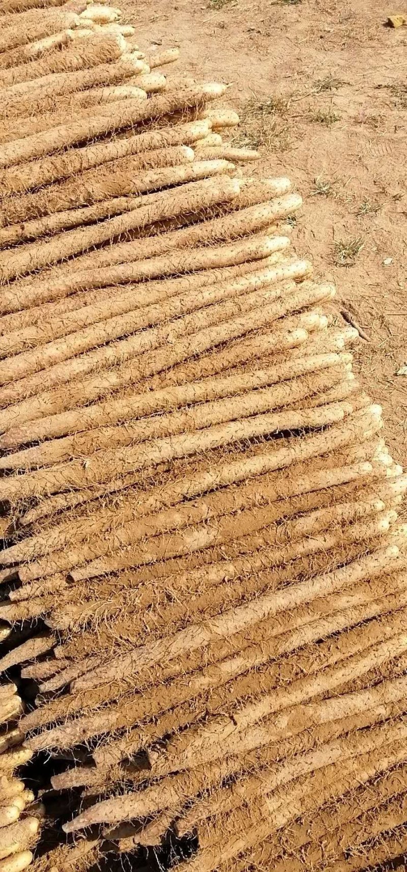 麻山药棒山药河北山药棒药长年有货产地直供