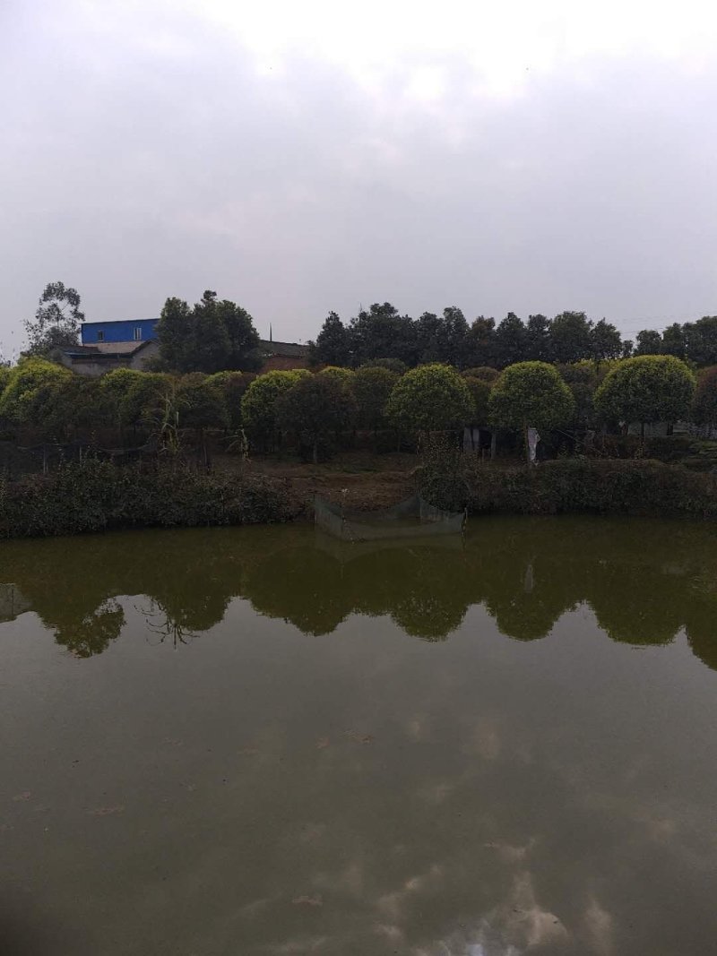 桂花树