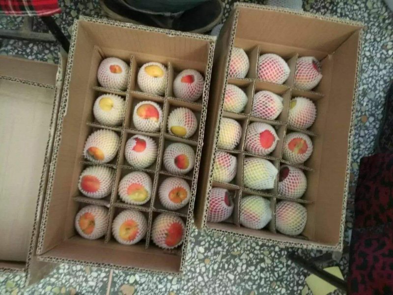 太平肉杏全国独有区域限泾河滩