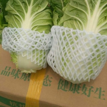 邯郸夏阳白大量供应，品质保证，