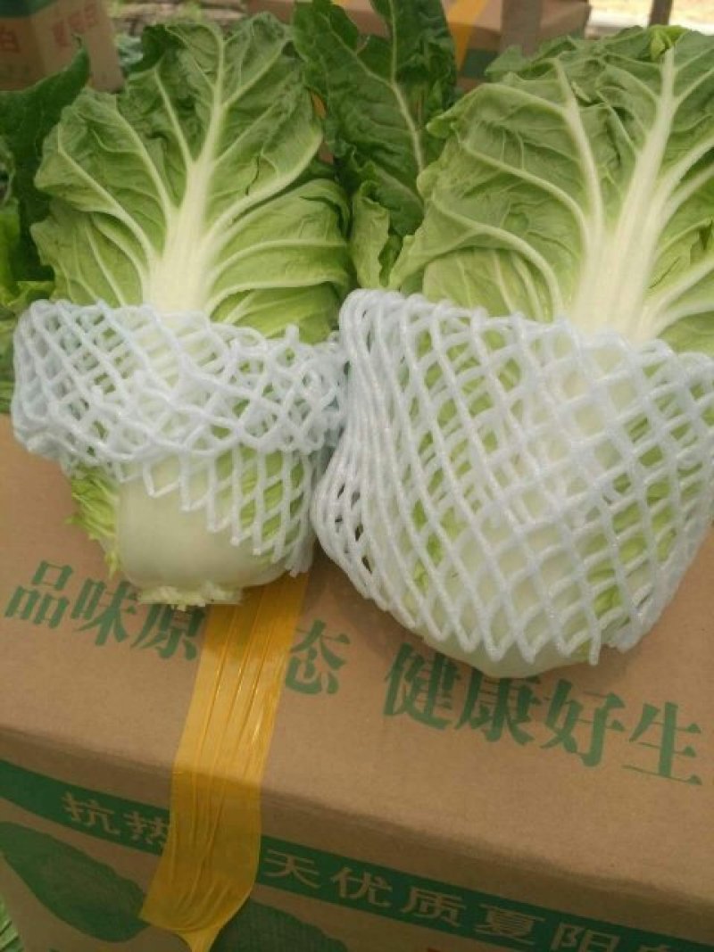 邯郸夏阳白大量供应，品质保证，