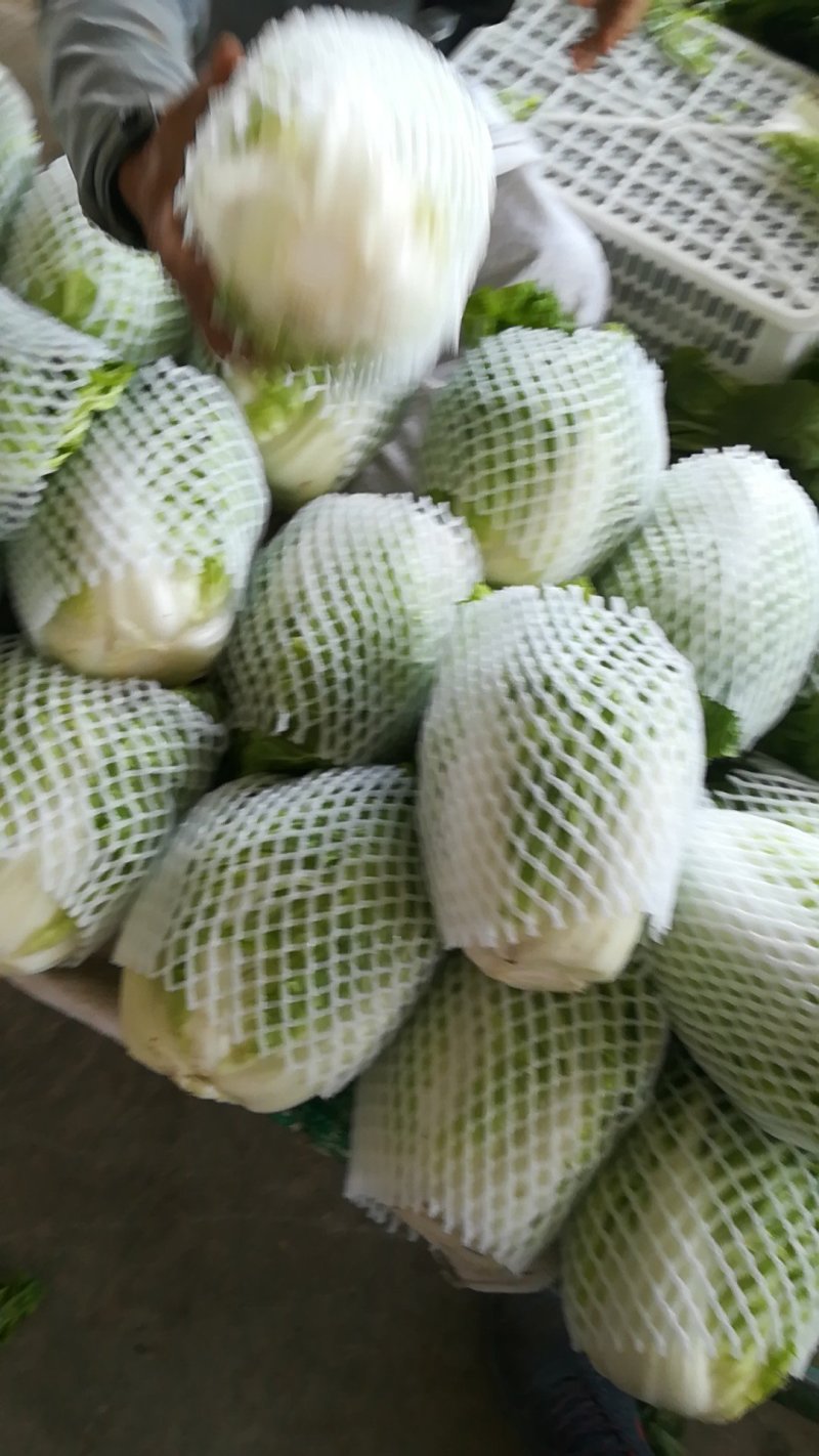 邯郸夏阳白大量供应，品质保证，