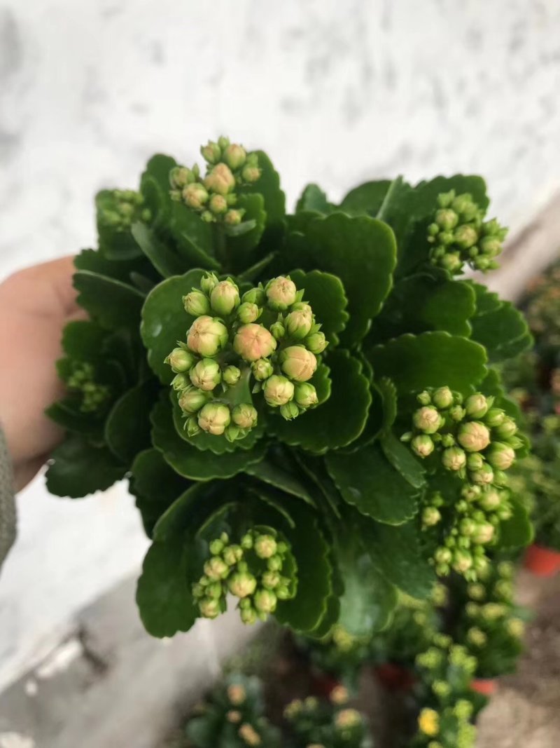 长寿花