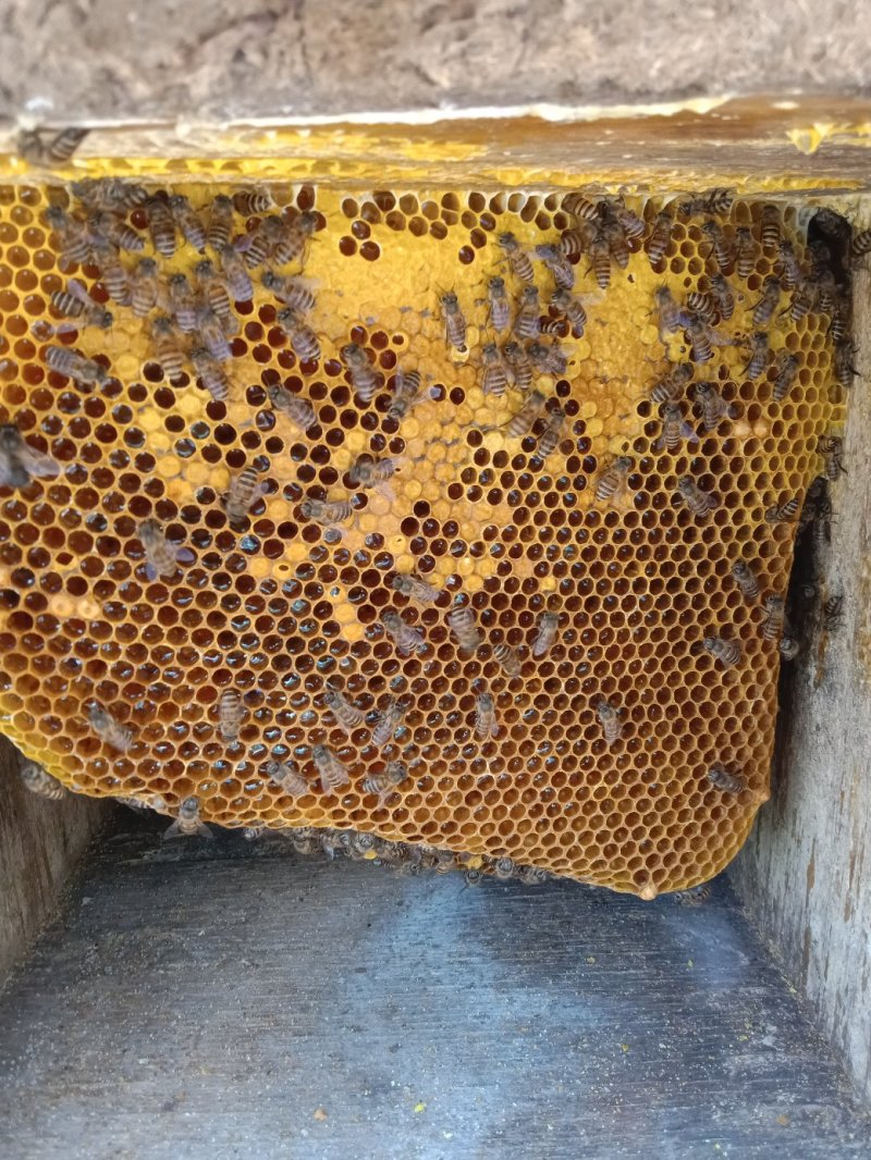 纯土蜂蜜百花蜜