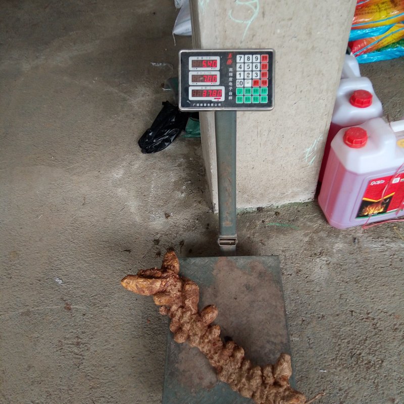 玉林本地粉质土茯苓白肉