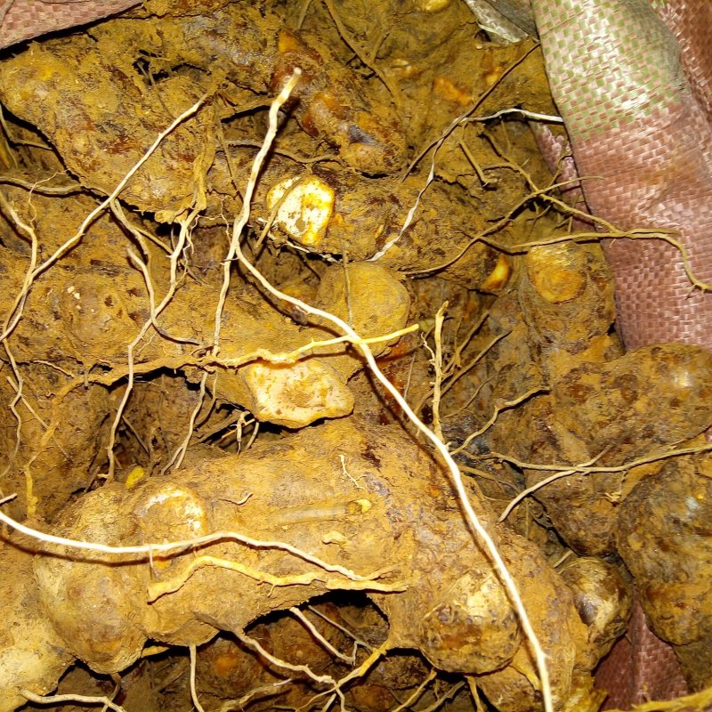 玉林本地粉质土茯苓白肉