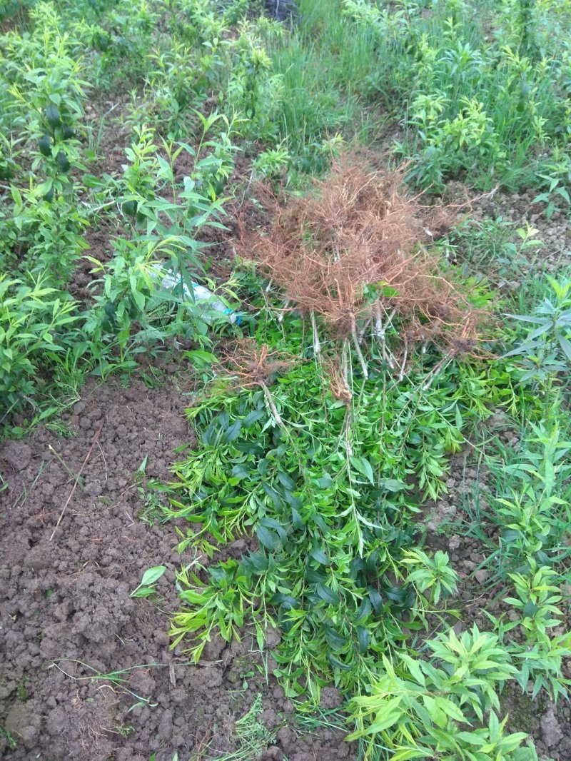 三华李树苗包正宗假一赔十，提供免费种植技术
