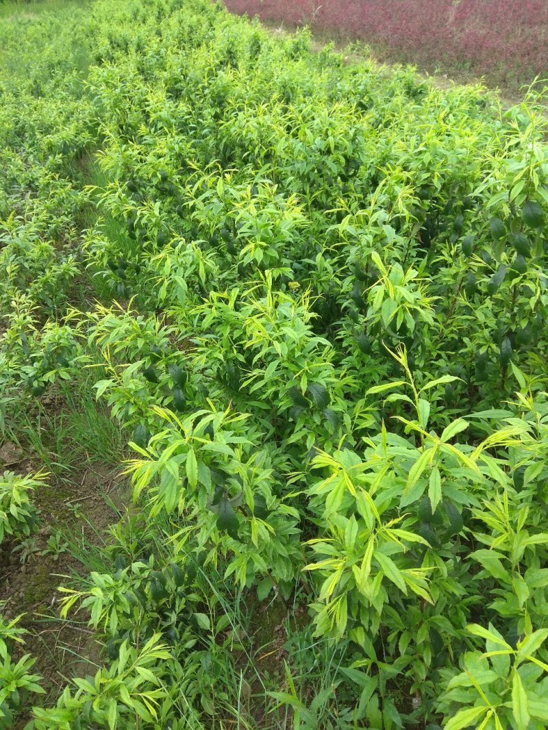三华李树苗包正宗假一赔十，提供免费种植技术