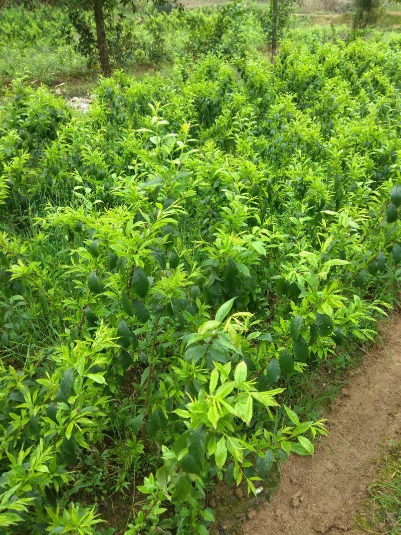 大果三华李，30-80高