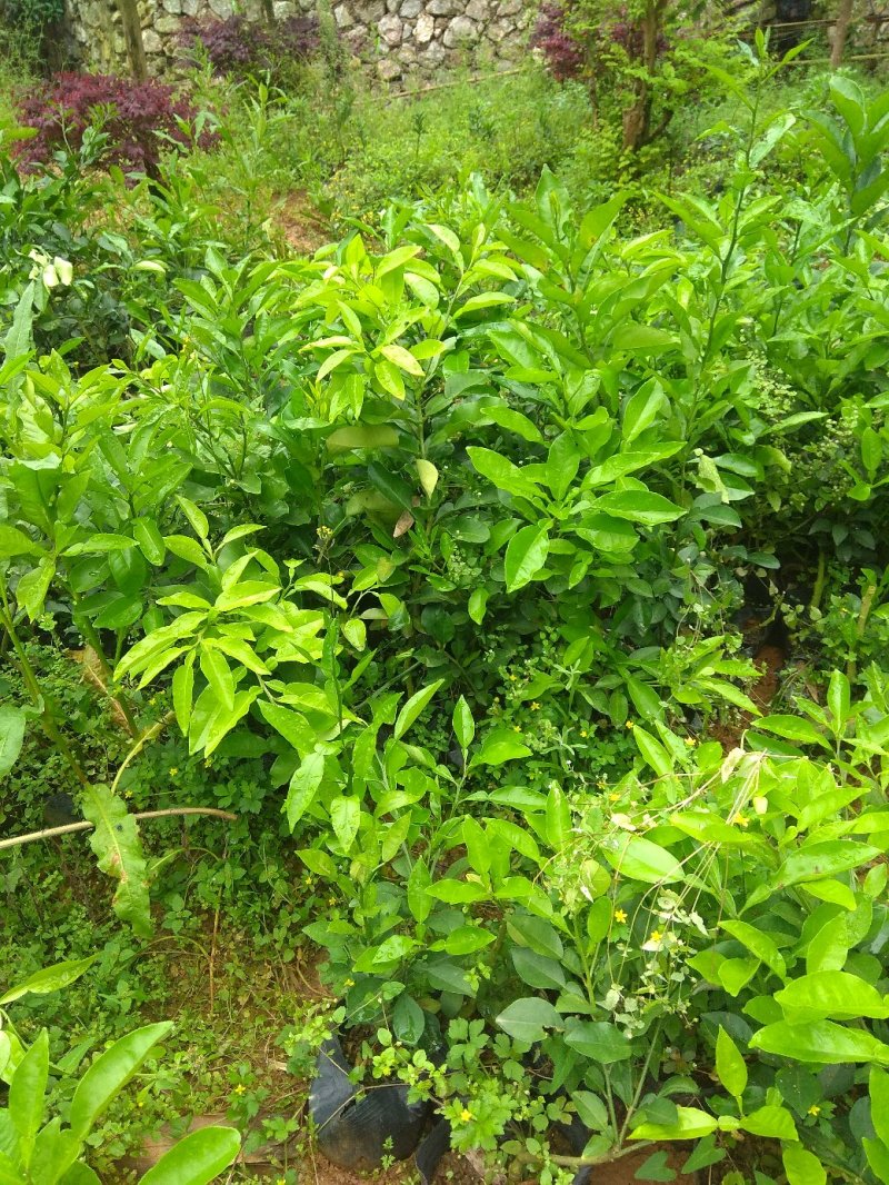 三红蜜柚苗包正宗假一赔十，提供免费种植技