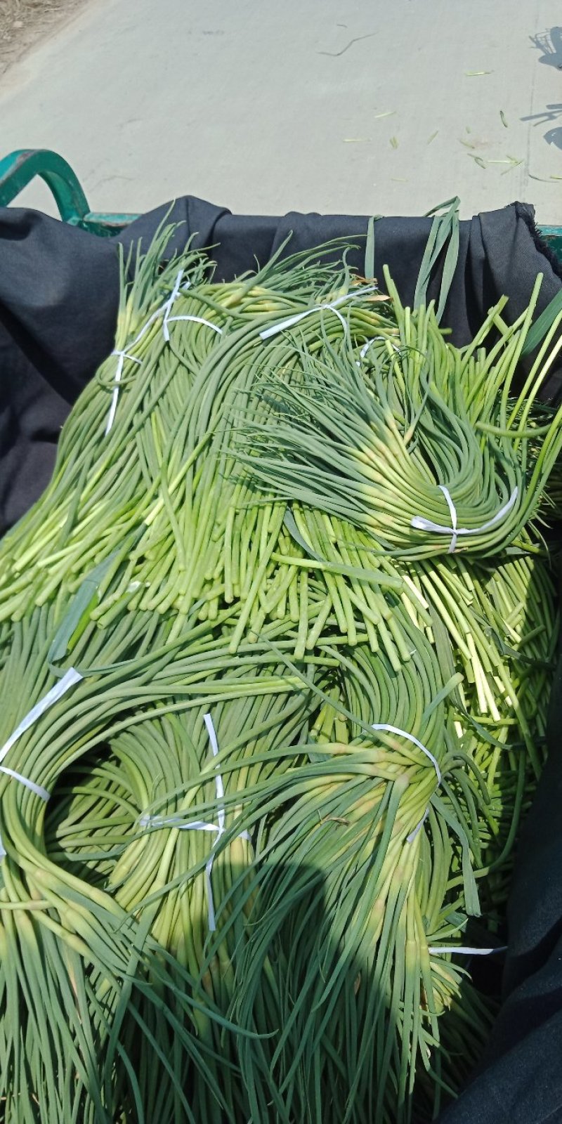 山东商河大量供应蒜薹，产地直供，一手货源，价格合理