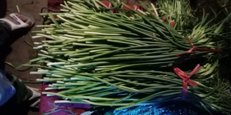 山东商河大量供应蒜薹，产地直供，一手货源，价格合理