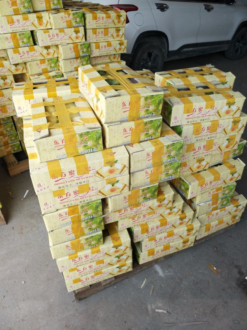 精品东方蜜1号甜瓜现摘现发新鲜采摘量大从优一条龙
