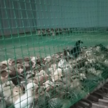 常年出售鸡、大鹅、鹅蛋