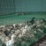 常年出售鸡、大鹅、鹅蛋