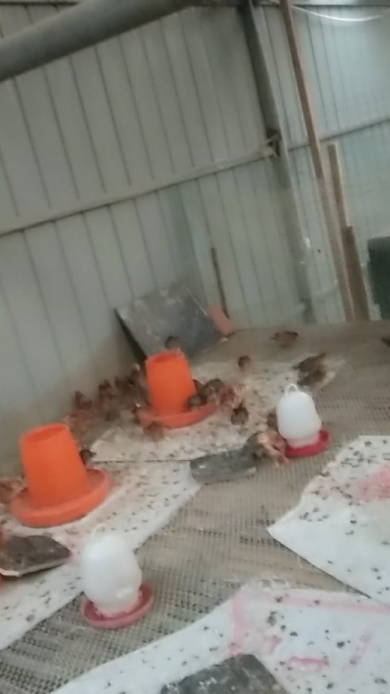 常年出售鸡、大鹅、鹅蛋