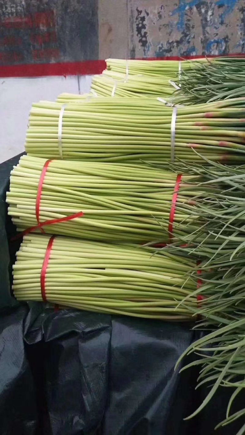 精品红帽蒜薹，干薹，诚信经营，你满意我才有钱挣