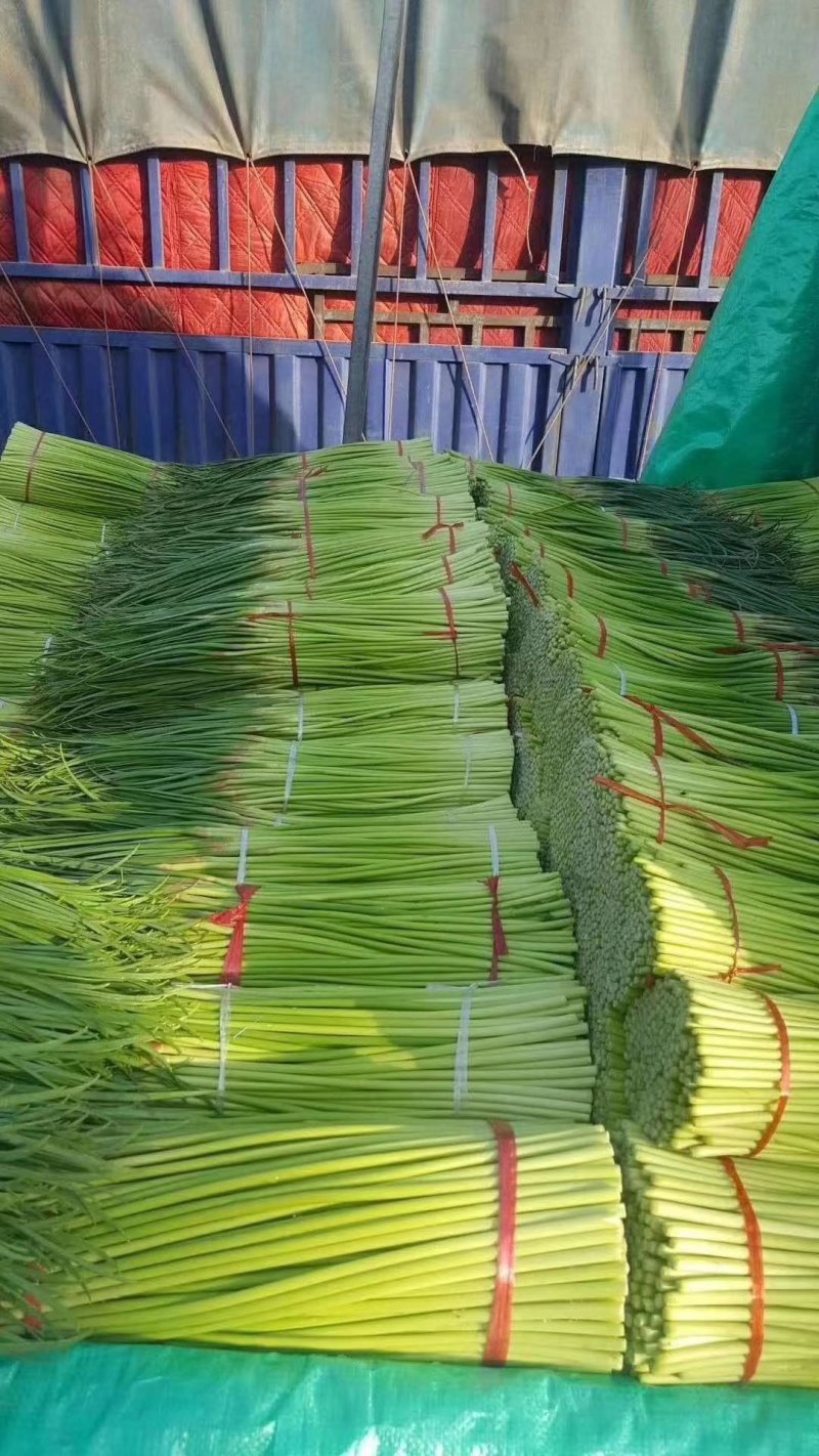 精品红帽蒜薹，干薹，诚信经营，你满意我才有钱挣