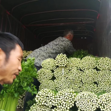 大量应该芹菜，有大中小。水洗芹菜。需要的老板联