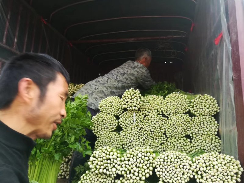 大量应该芹菜，有大中小。水洗芹菜。需要的老板联