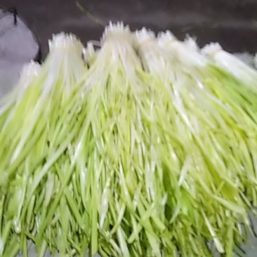 新都，韭黄，韭菜花，韭菜批发