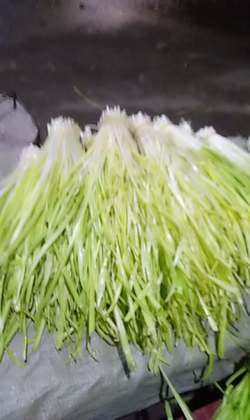 新都，韭黄，韭菜花，韭菜批发