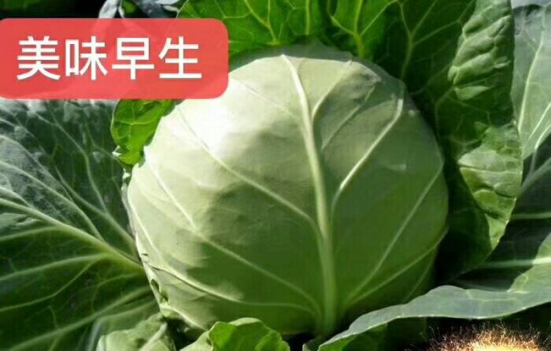 中甘二十五个头大质量好有要的抓紧联系一五八五六二四四五四