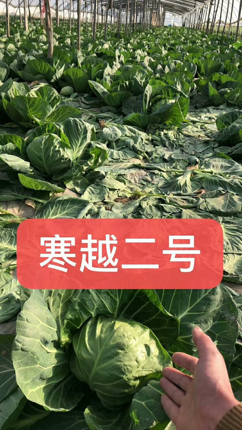 中甘二十五个头大质量好有要的抓紧联系一五八五六二四四五四