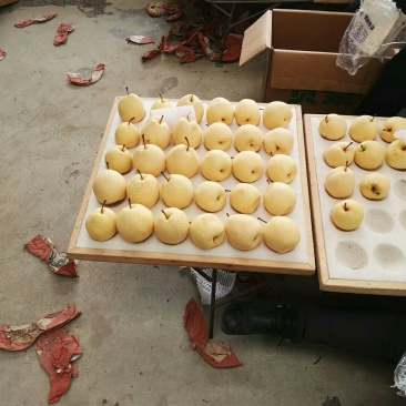蒲城酥梨