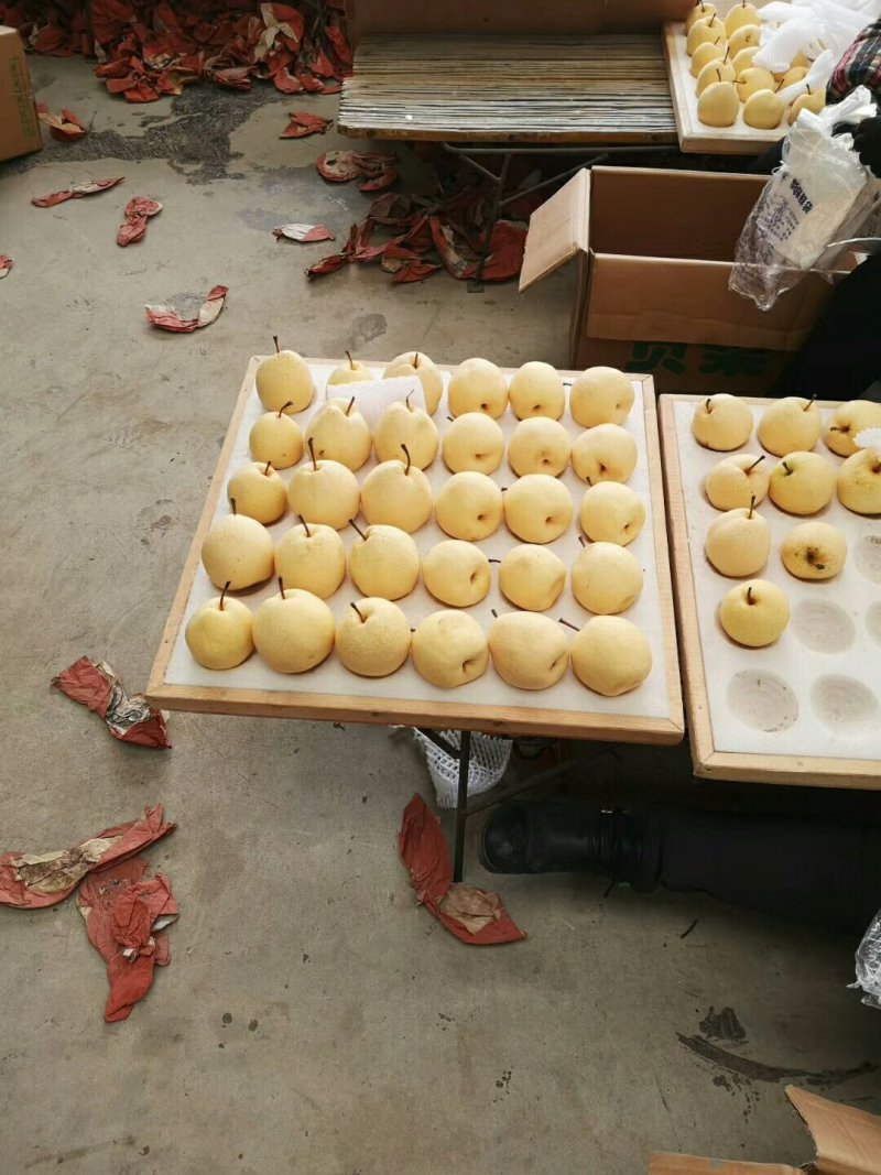 蒲城酥梨