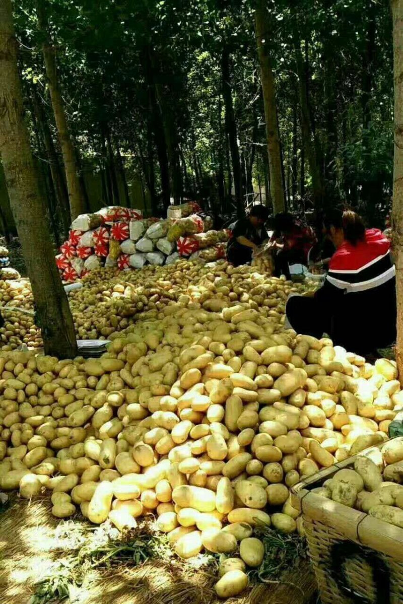 荷兰十五，大棚土豆，陆地土豆，冷库土豆，