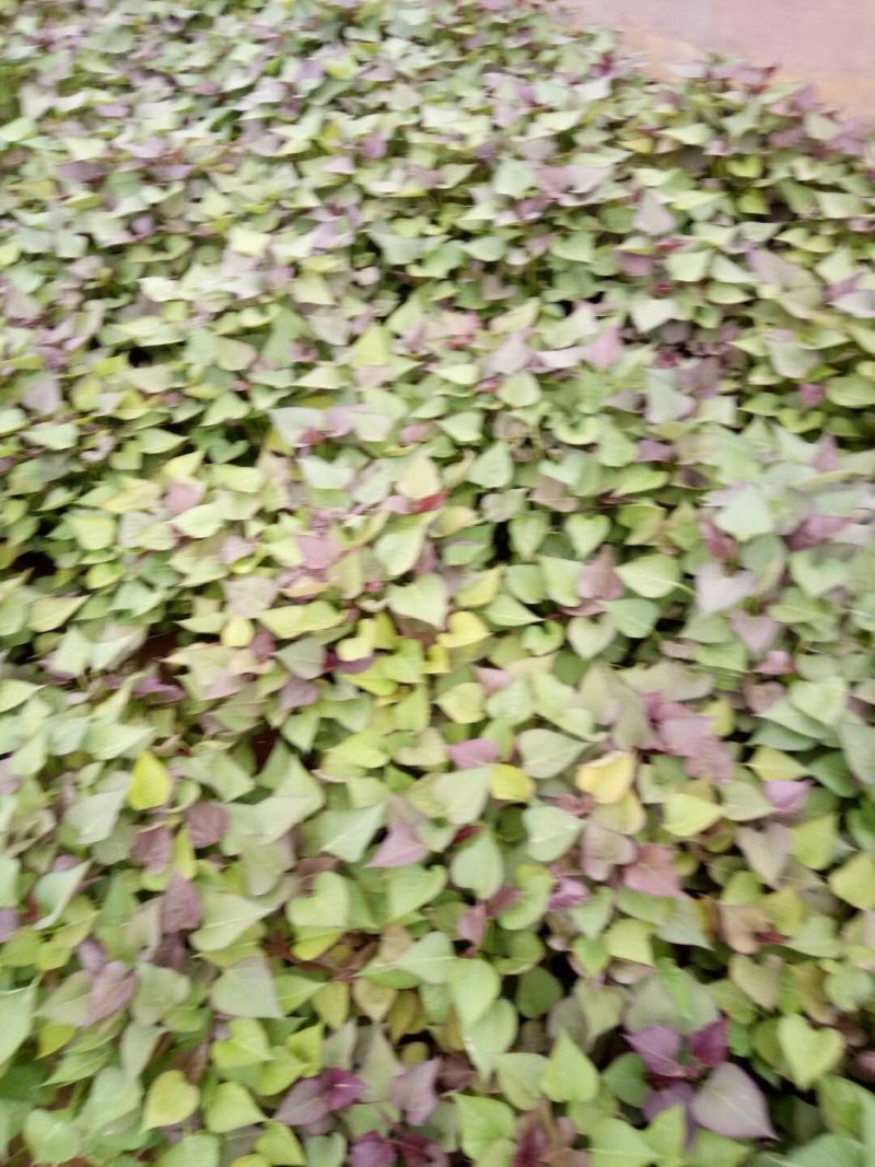 商薯19
