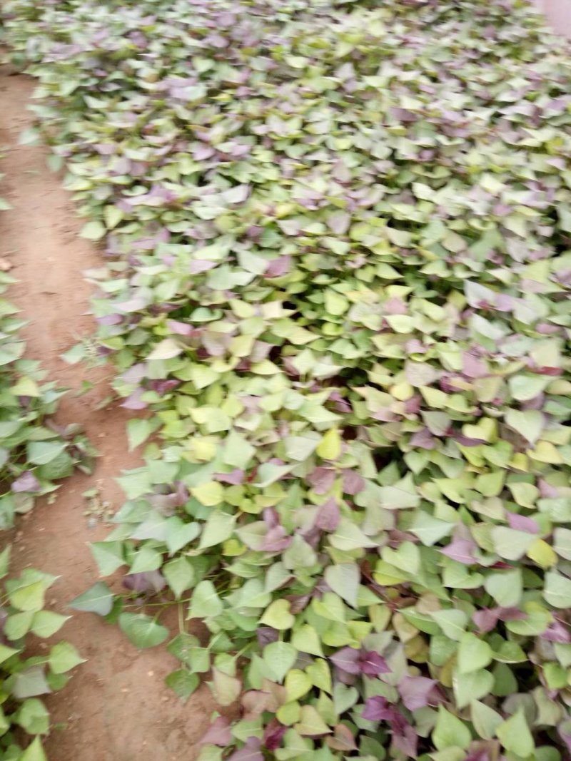 商薯19