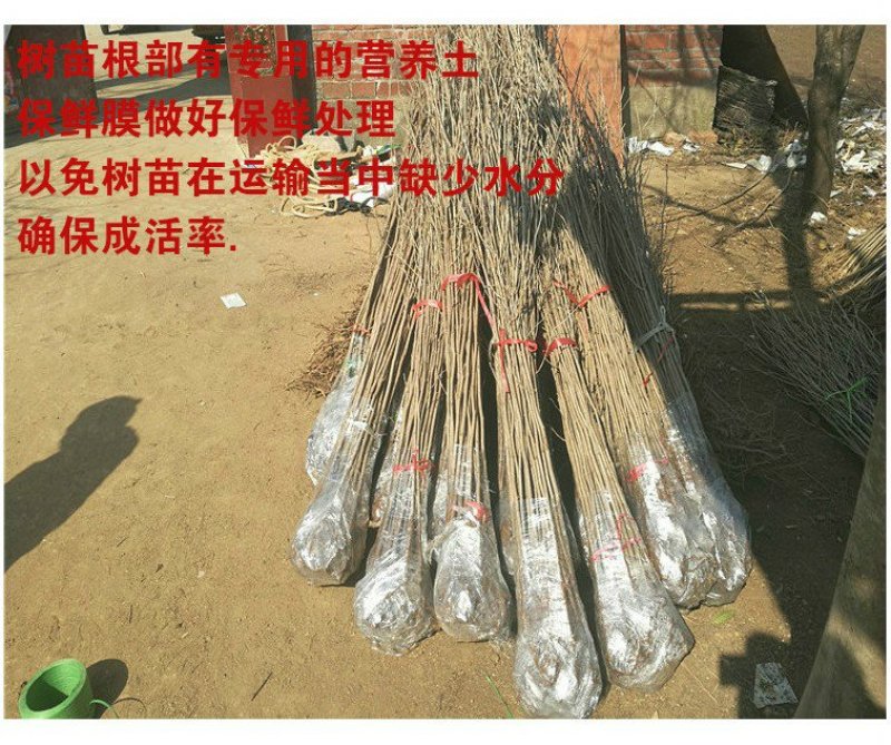 银杏苗银杏树苗银杏小苗绿化专用苗金叶银杏树苗白果树苗银杏