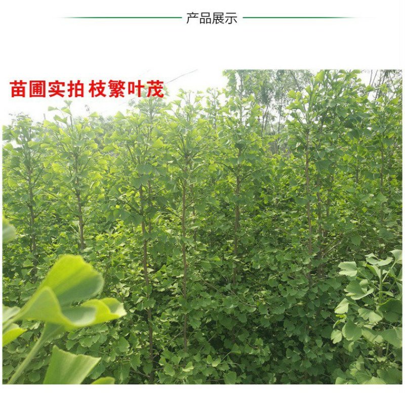 银杏苗银杏树苗银杏小苗绿化专用苗金叶银杏树苗白果树苗银杏