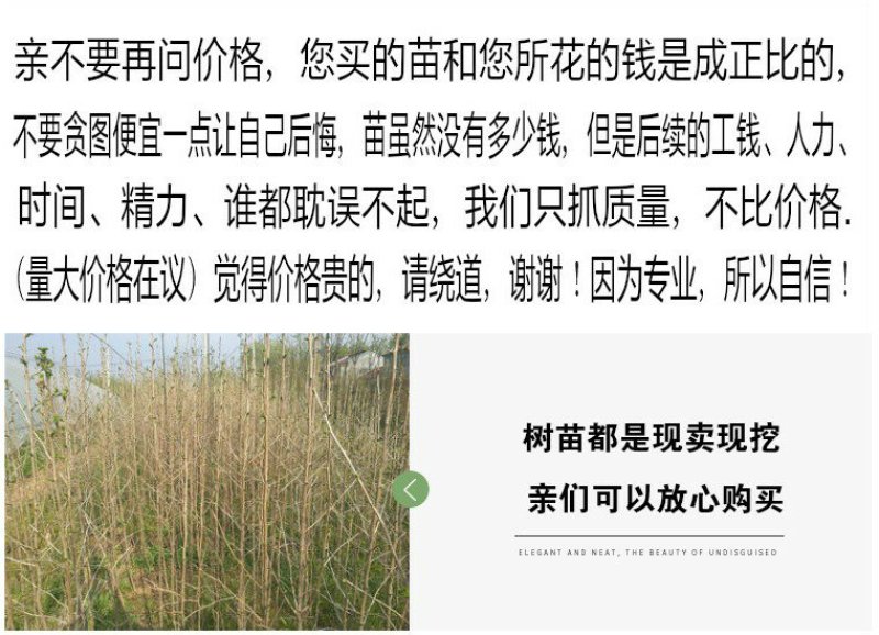 银杏苗银杏树苗银杏小苗绿化专用苗金叶银杏树苗白果树苗银杏