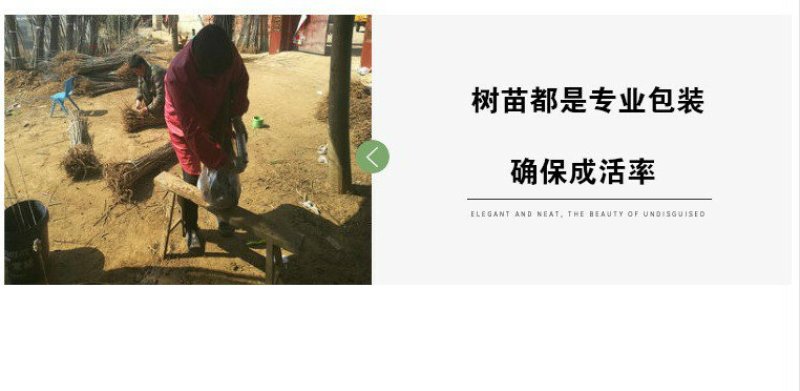 银杏苗银杏树苗银杏小苗绿化专用苗金叶银杏树苗白果树苗银杏