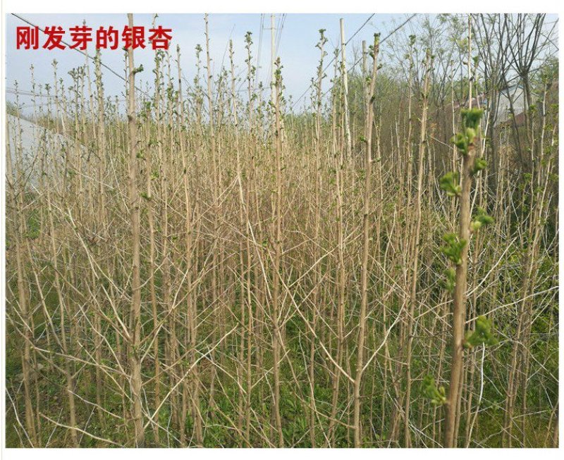银杏苗银杏树苗银杏小苗绿化专用苗金叶银杏树苗白果树苗银杏