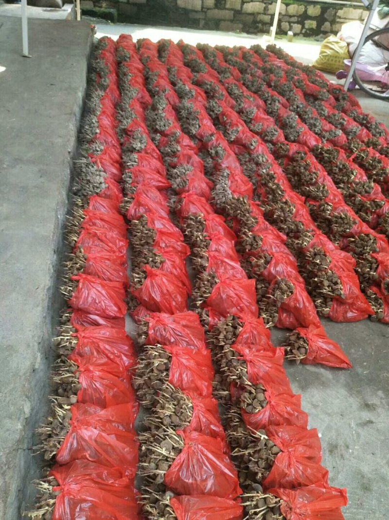大量供应油茶小苗500万