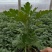 地被菊