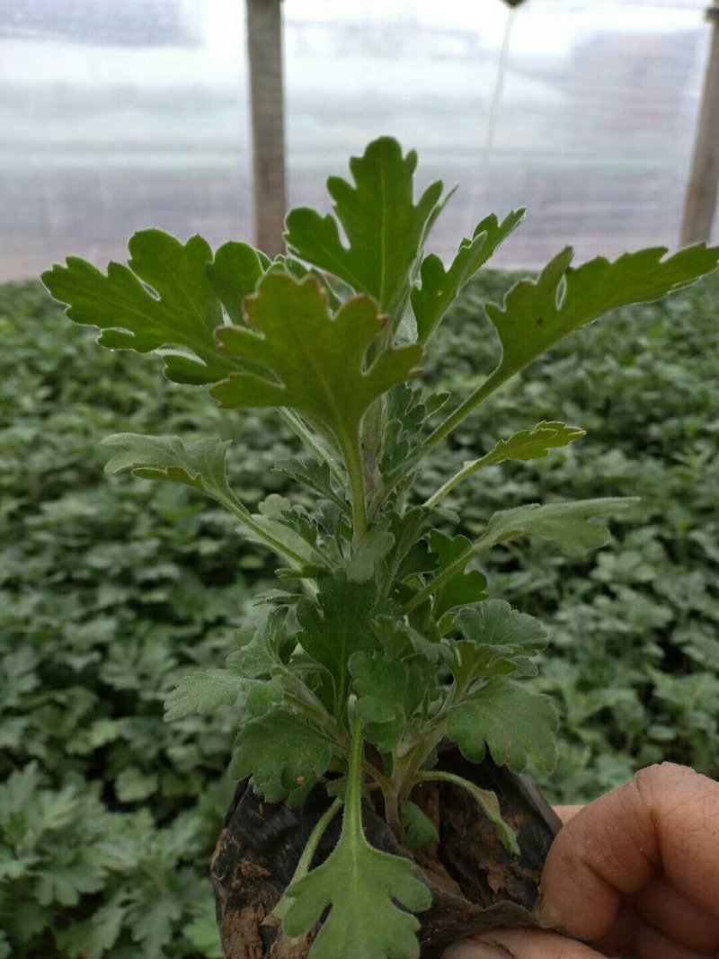 地被菊
