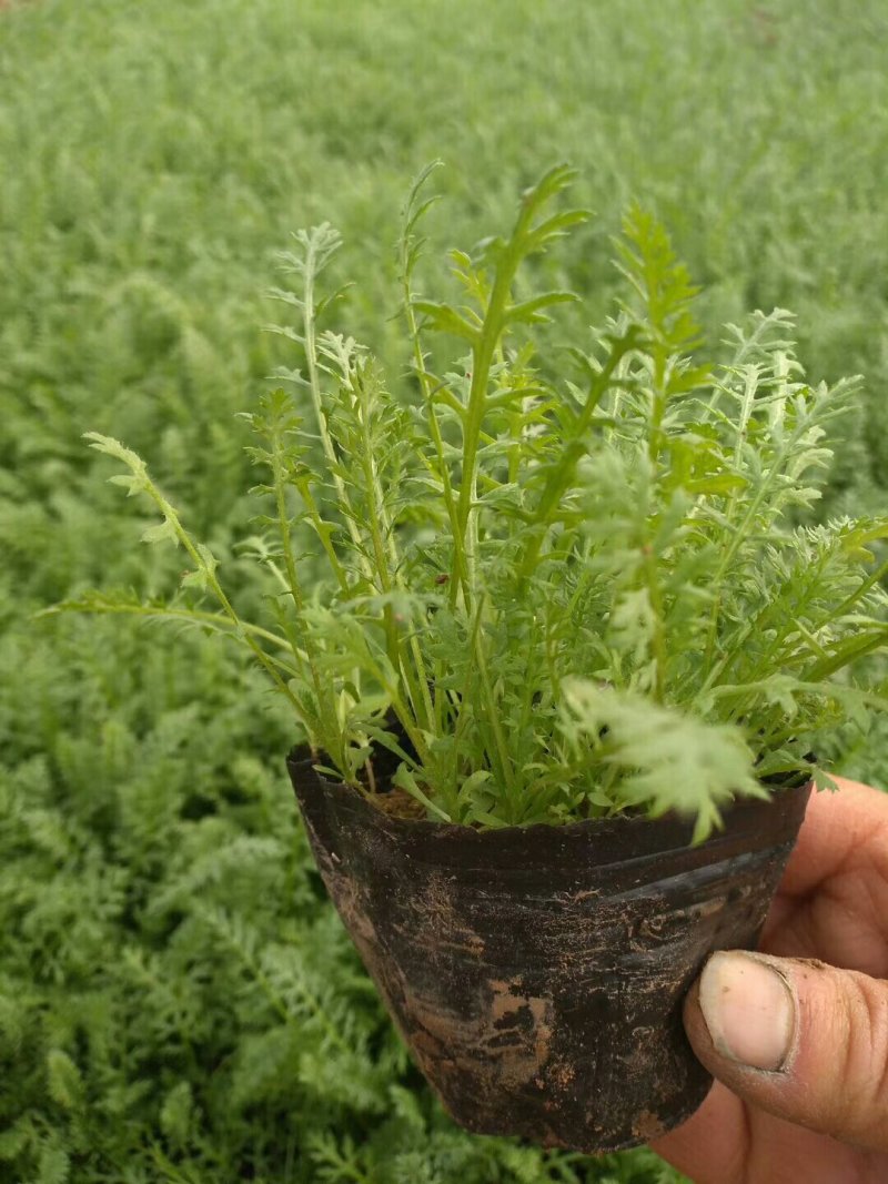 蓍草